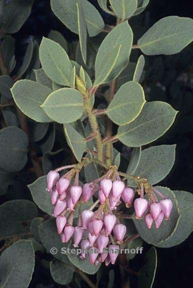 arctostaphylos viscida mariposa 7 graphic